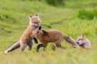 Playful red fox Youngsters, Washington State Landscape Print